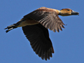 Fulvous Whistling Duck